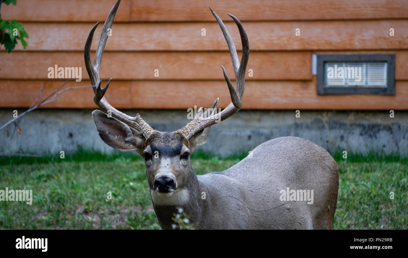 9 Point Mule Deer Buck who was not scared of me in the least. Stock Photo