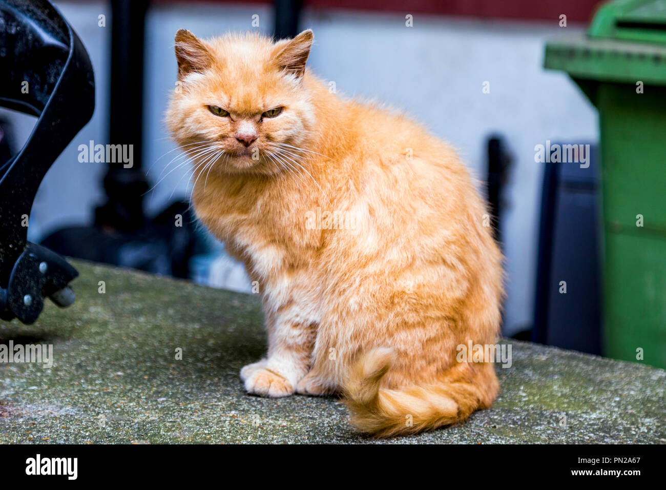 Angry grumpy ginger cat making a face Stock Photo