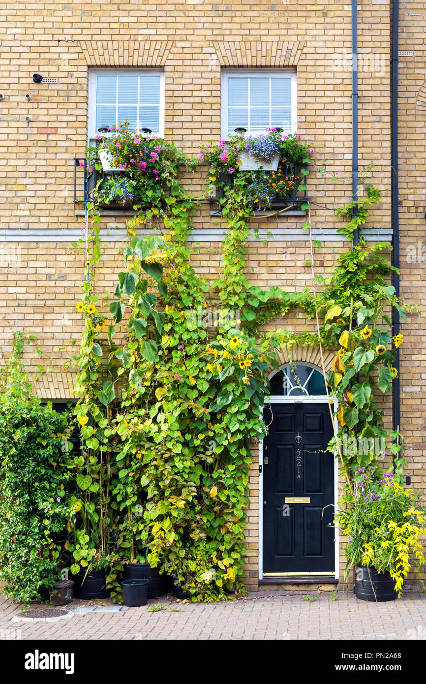 Exterior facade of a yellow brick house overgrown with ivy, black door, Rotherhithe, London, UK Stock Photo