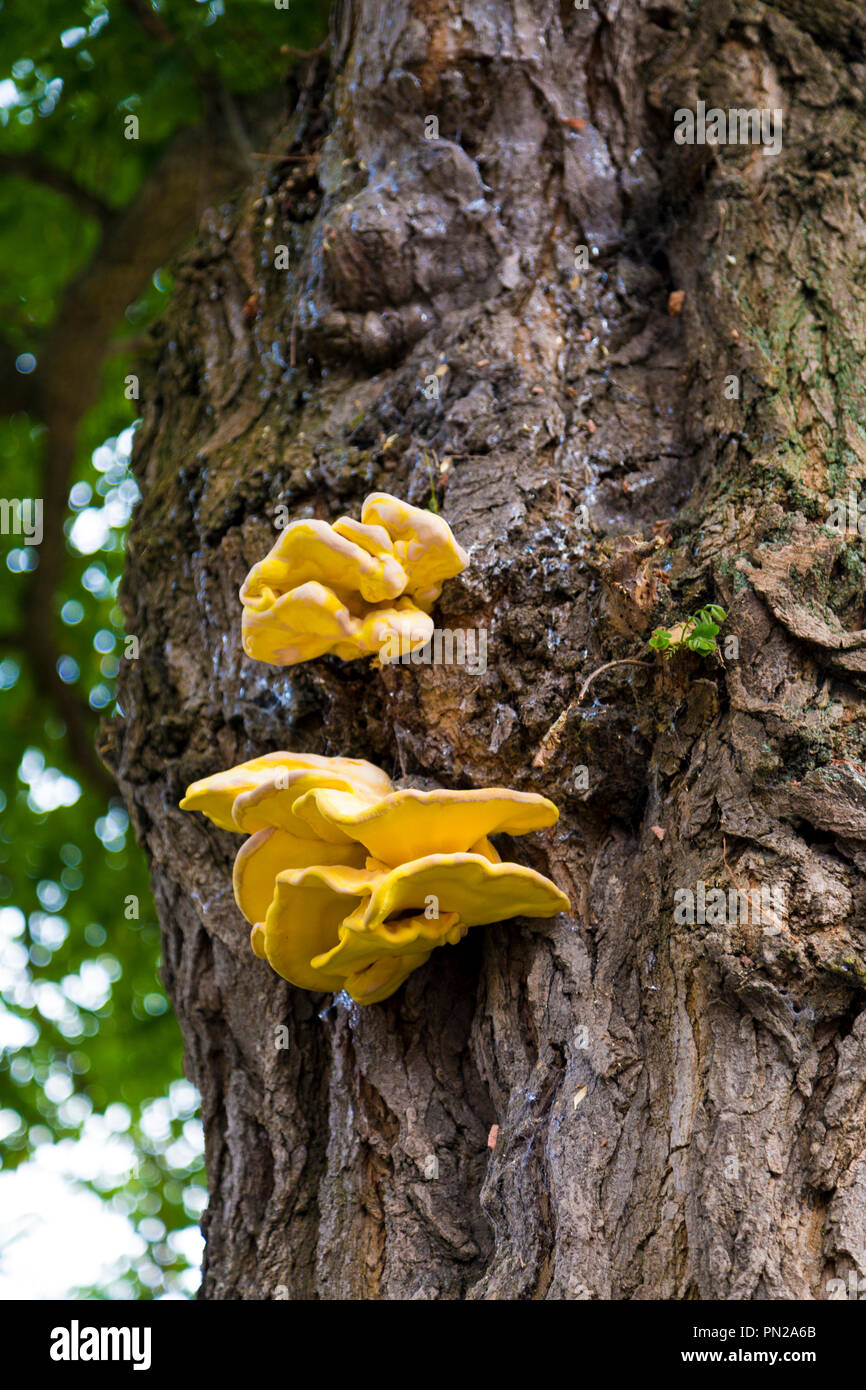 Chicken of the Woods (Laetiporus sulphureus) tree growing fungus attached to a trunk Stock Photo