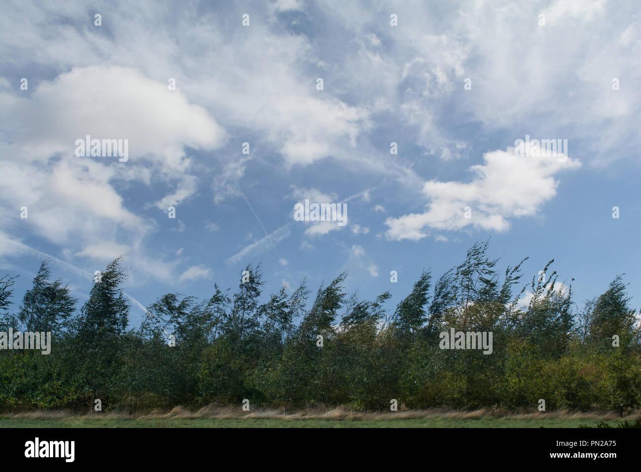 Windy day, line of trees blowing in the wind Stock Photo Alamy
