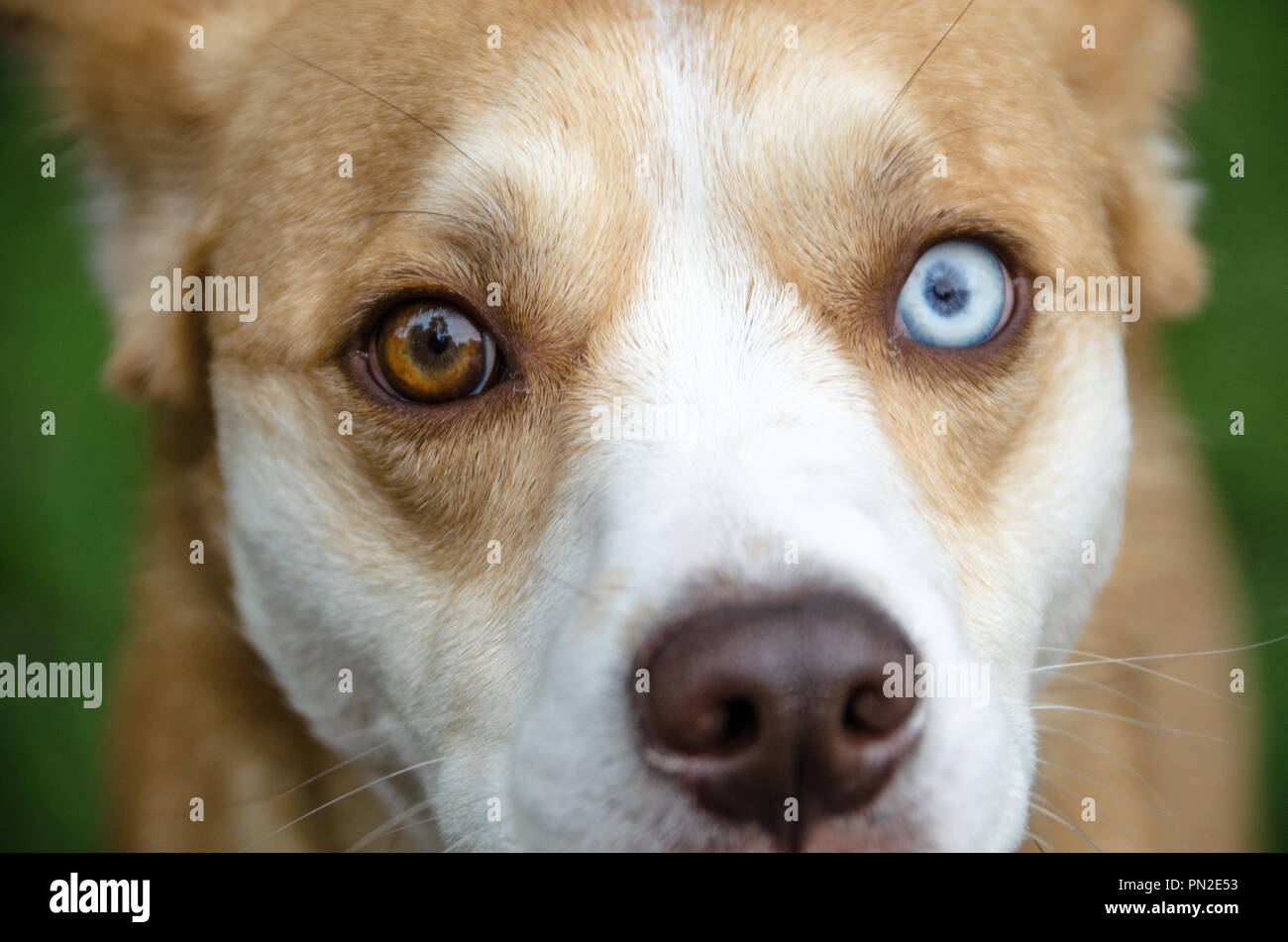Portrait shot of dog looking at camera Stock Photo