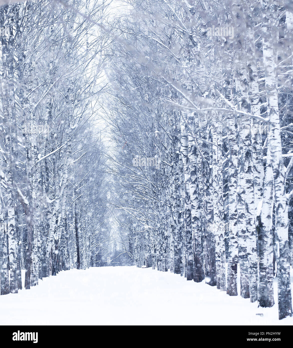 Winter snowy day in a beautiful forest Stock Photo Alamy