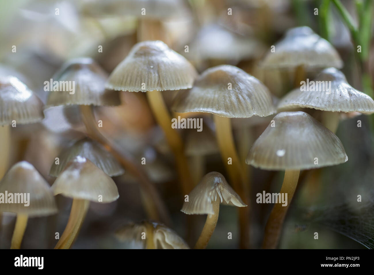 Mycena is a large genus of small saprotrophic mushrooms Stock Photo - Alamy