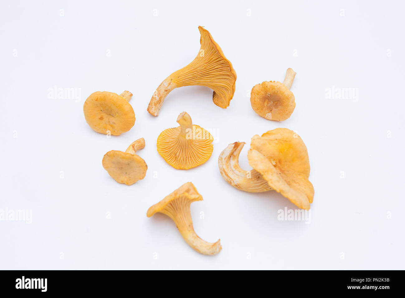 fresh chanterelle mushroom direct from the forest Stock Photo Alamy