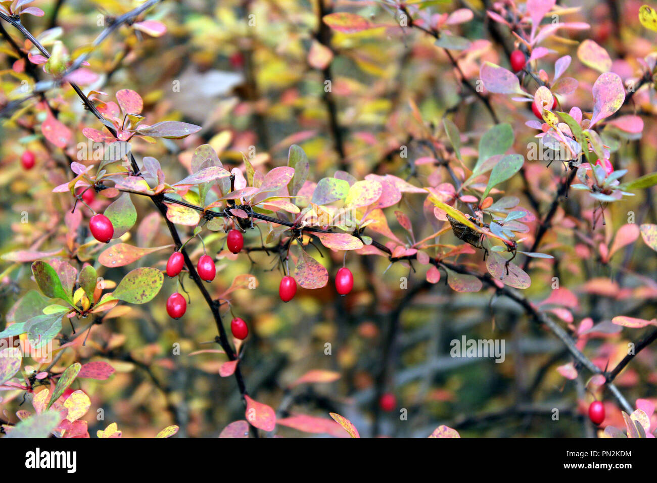 Close up of small red berries on the branch of a shrub with fall