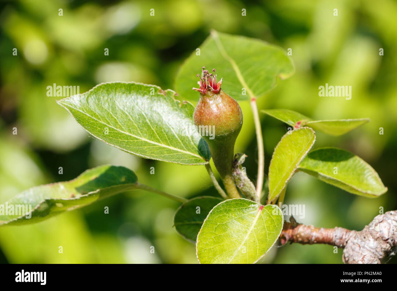 Little pear ripening on a pear tree in an orchard during summer Stock Photo