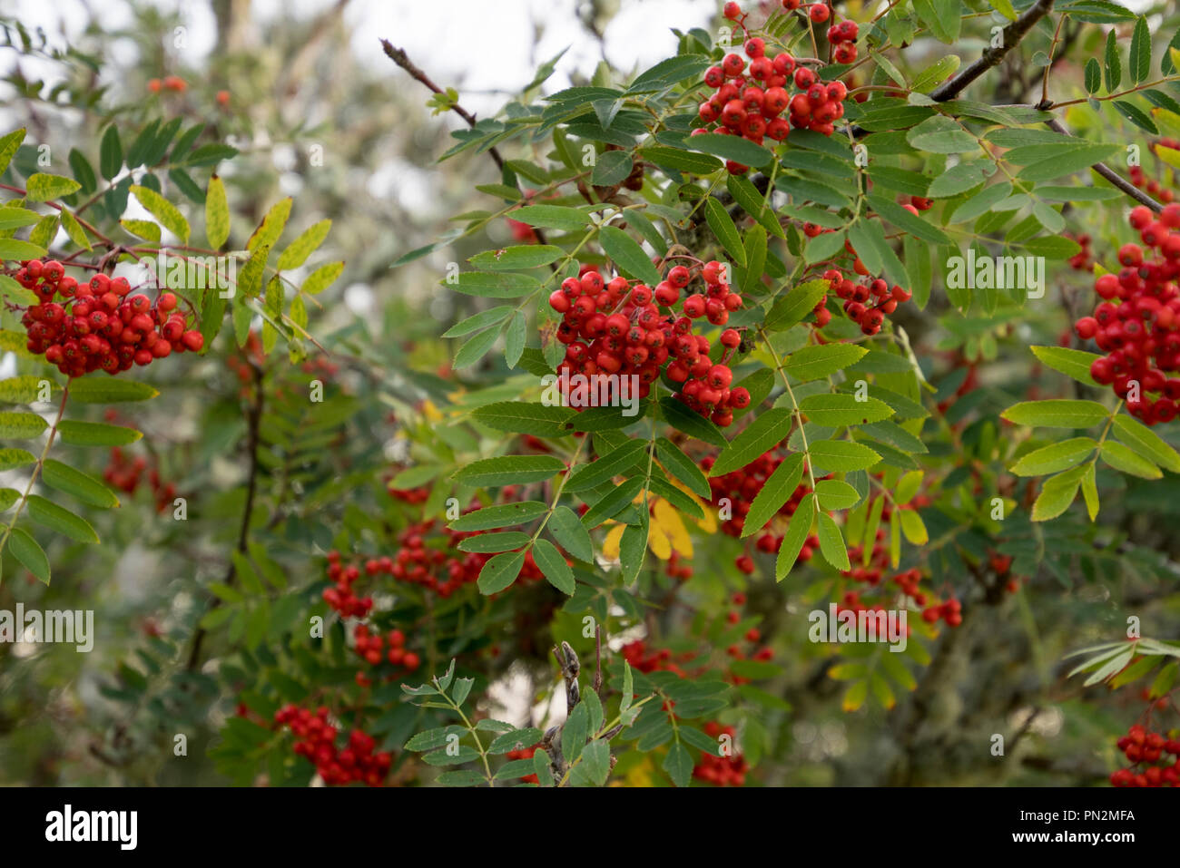 Scottish Native Red Rowan Berries on a tree in warm golden sun Stock Photo