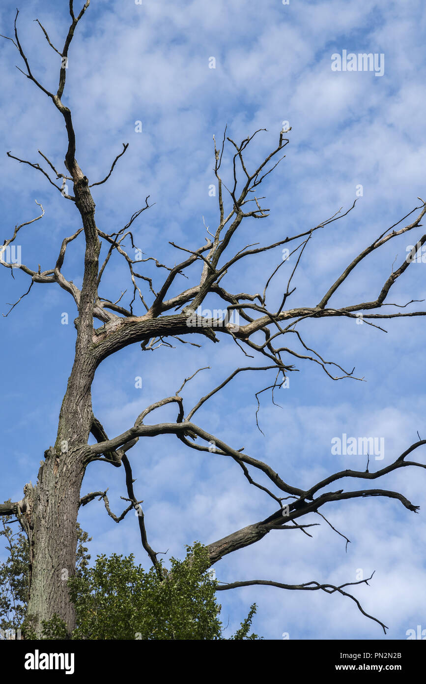 dry tree against the blue sky Stock Photo - Alamy