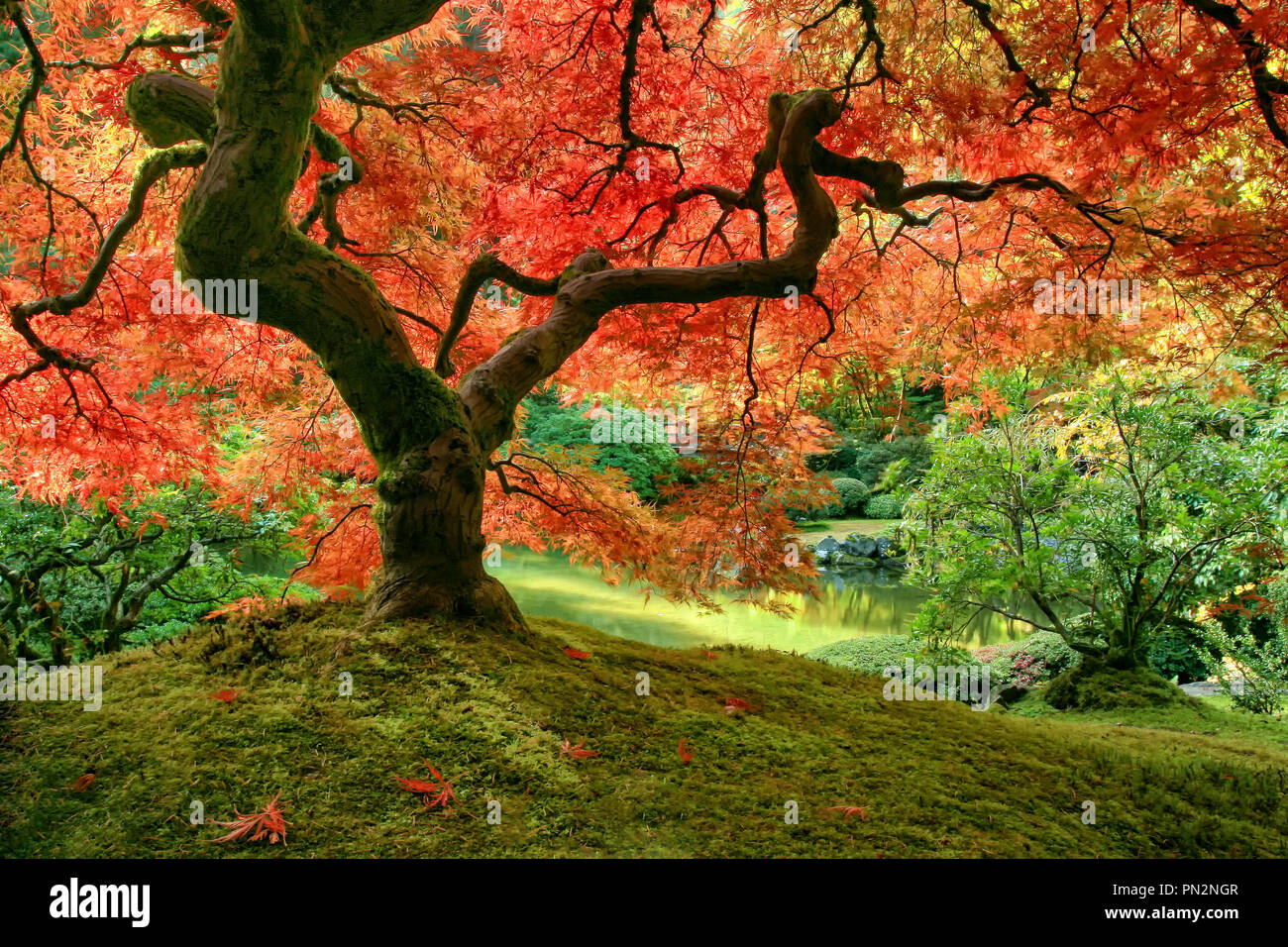 Japanese Maple tree in autumn on mossy mound Stock Photo Alamy