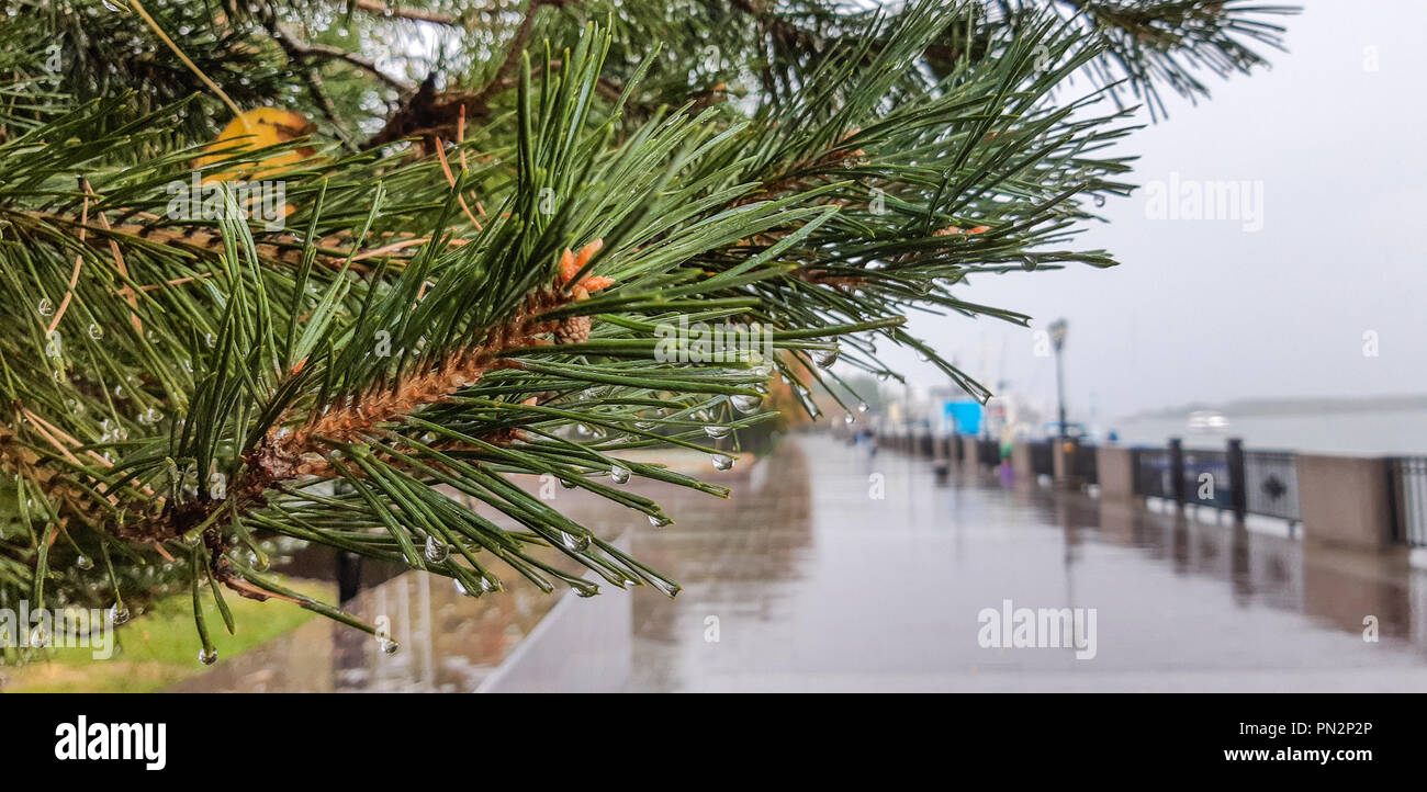 pine with drops of rain close-up on the river embankment away wet pavement Stock Photo