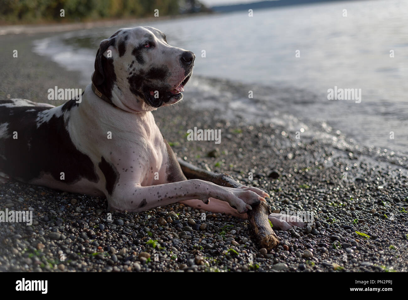 great danes and water