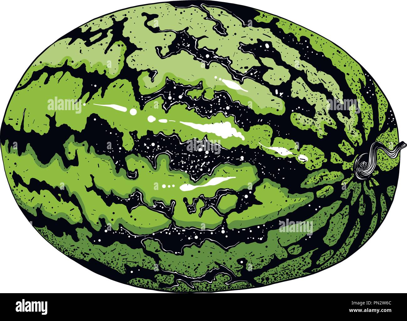 Hand Drawn Sketch Of Watermelon In Color Isolated On White Background Detailed Drawing In The Style Of Vintage Vector Illustration Stock Vector Image Art Alamy A.k.a melon because she loves melons 🍈😛. https www alamy com hand drawn sketch of watermelon in color isolated on white background detailed drawing in the style of vintage vector illustration image219495876 html