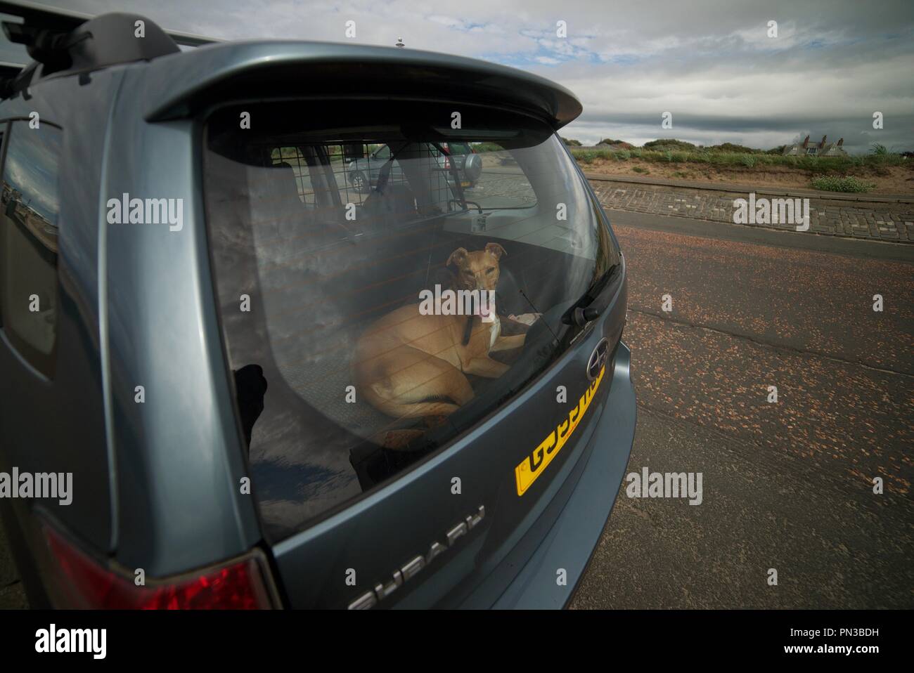 Why Does My Dog Pant In The Car