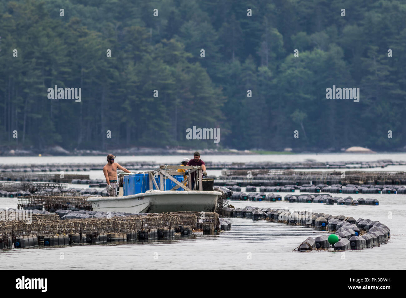 Oyster farming equipment and traps along the Damariscotta River in