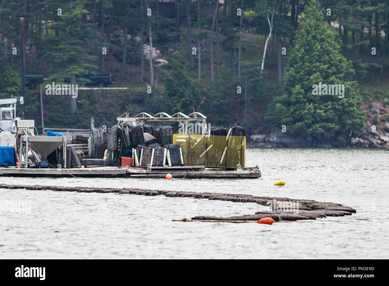 Oyster farming equipment and traps along the Damariscotta River in