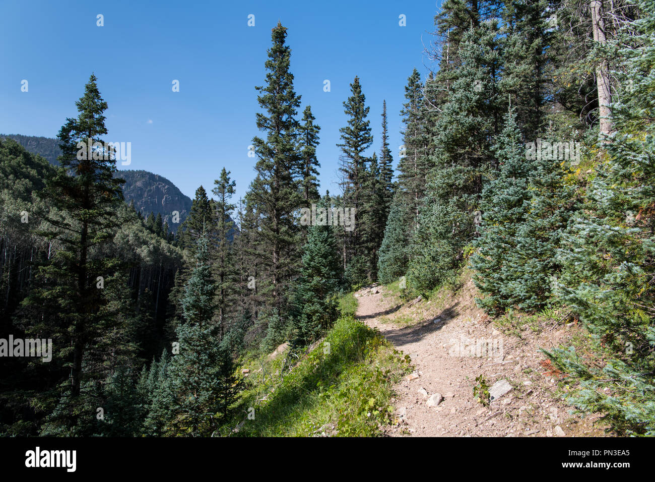 Hiking trail in an alpine setting amidst spruce and fir trees under a perfect blue sky  - Santa Barbara Trail in New Mexico's Carson National Forest Stock Photo