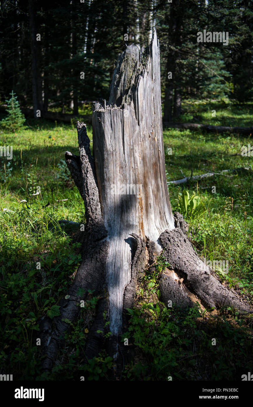 Old, weathered tree stump and roots in an alpine forest meadow - vertical orientation Stock Photo