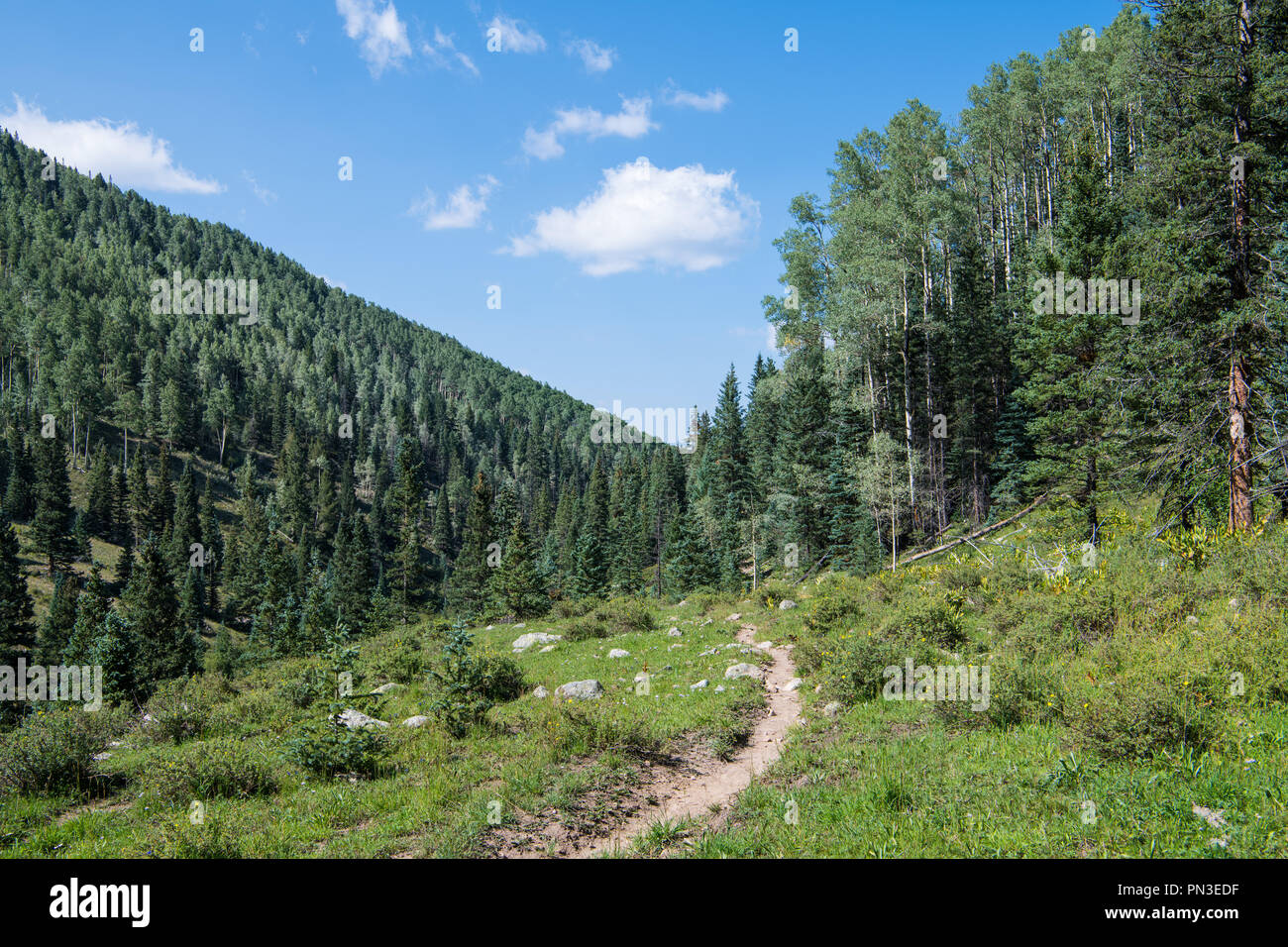 Hiking trail curving through an alpine meadow in a valley under a beautiful blue sky with puffy white clouds - Santa Barbara Trail in New Mexico's Car Stock Photo
