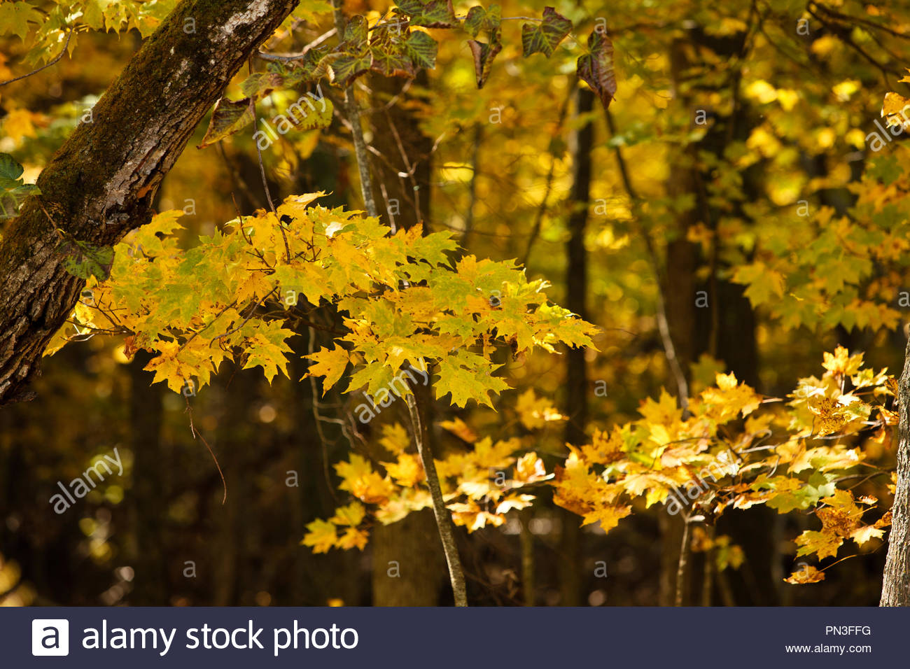 Sugar Maple Tree Wisconsin Stock Photos & Sugar Maple Tree Wisconsin