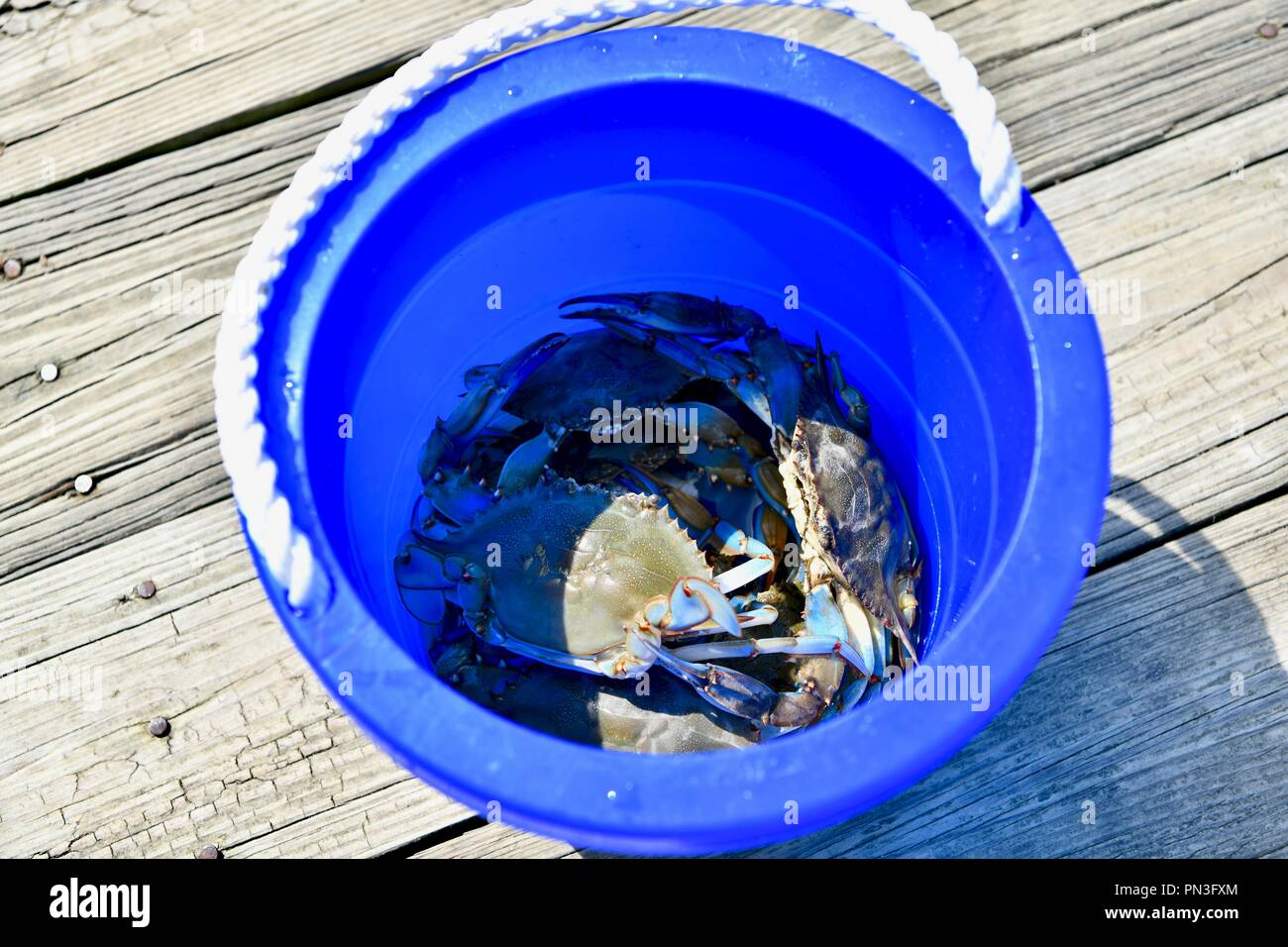 Blue bucket filled with blue crabs from the Chesapeake bay Stock Photo