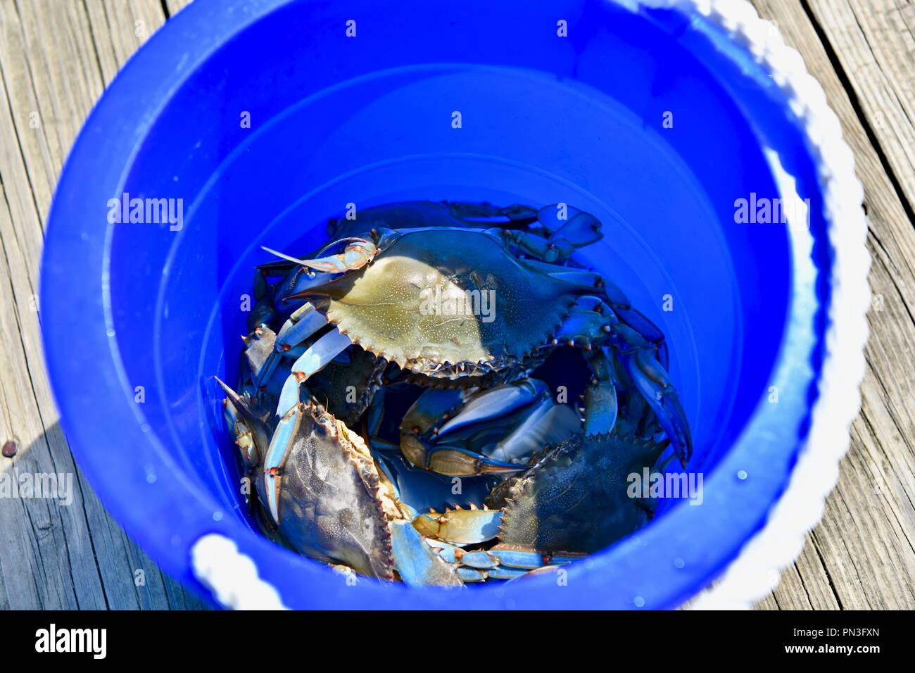 Blue bucket filled with blue crabs from the Chesapeake bay Stock Photo