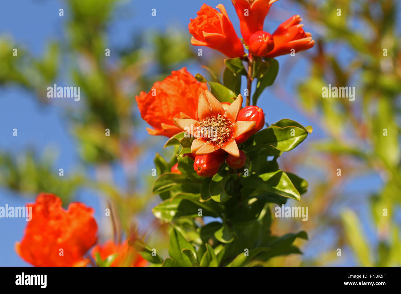 red pomegranate or punica flower or blossom starting to set fruit with open flowers nearby and a bud in the foreground melograno in summer in Italy Stock Photo