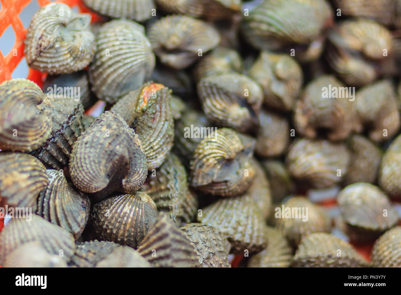 Fresh blood cockle or blood clam (Tegillarca granosa) background. Close