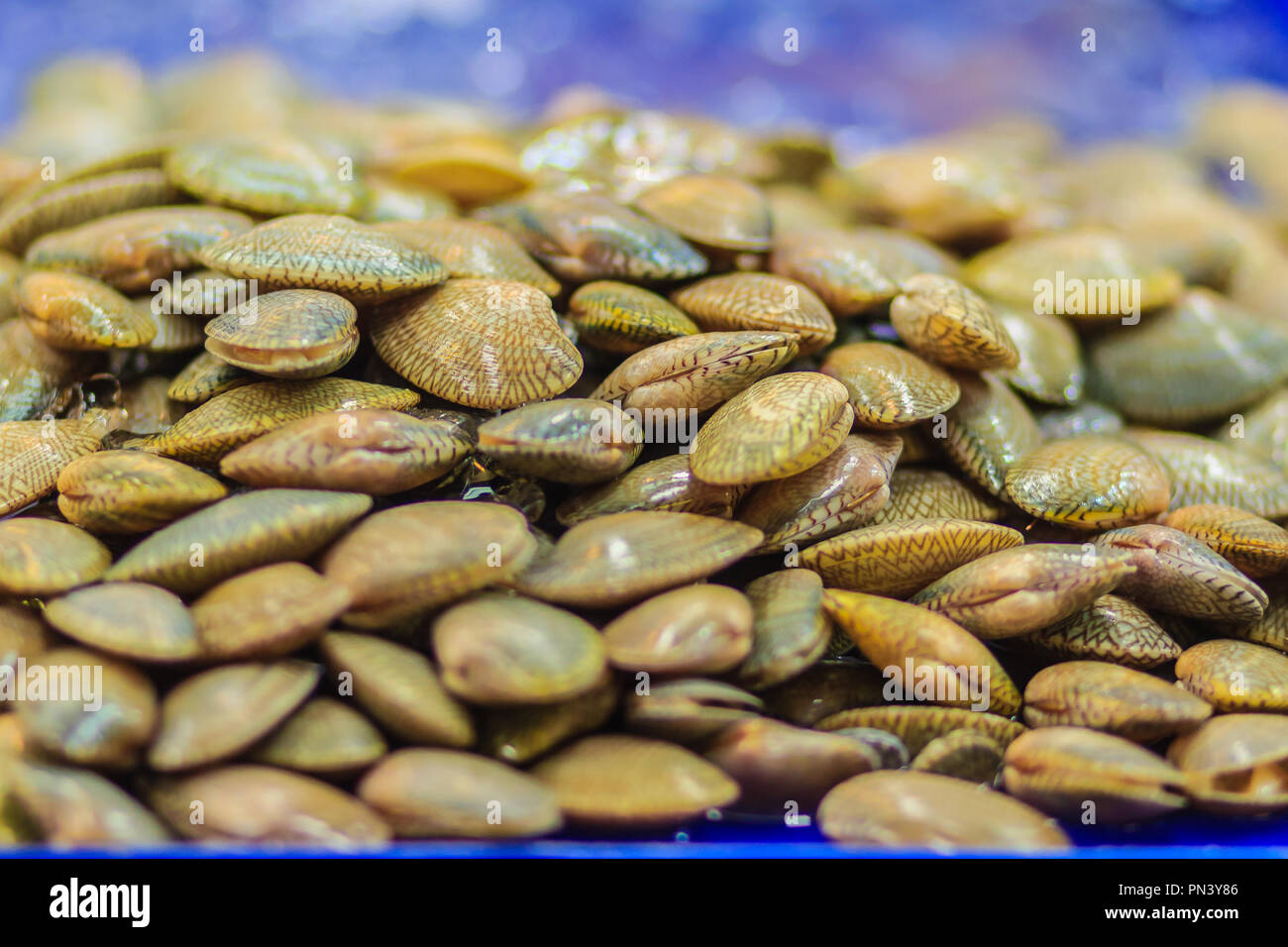 Surf clam (Paratapes undulatus) for sale at the seafood market, common