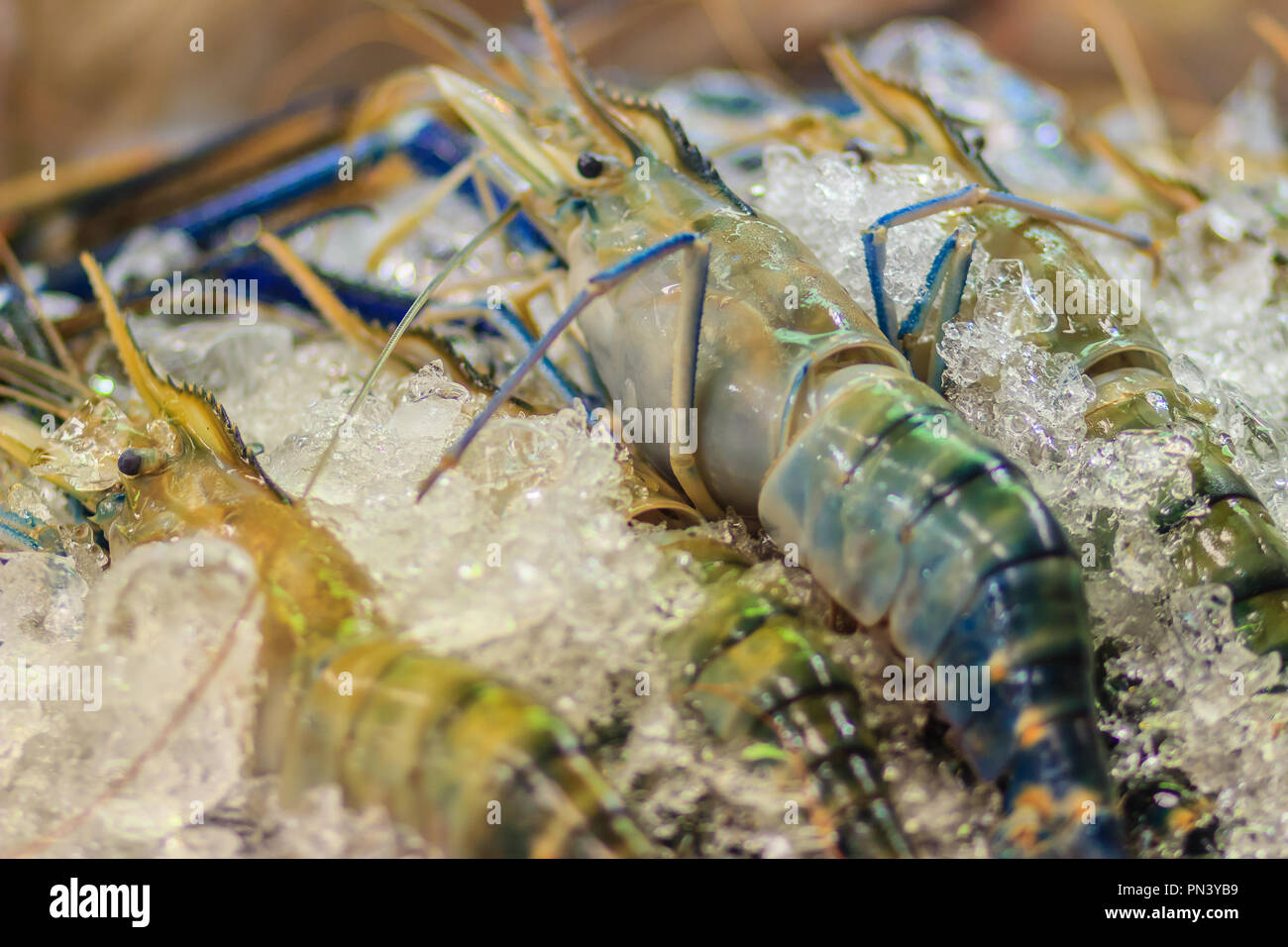 Extra large size of giant malaysian prawn (Macrobrachium rosenbergii) also known as the giant river prawn or giant freshwater prawn, is a commercially Stock Photo