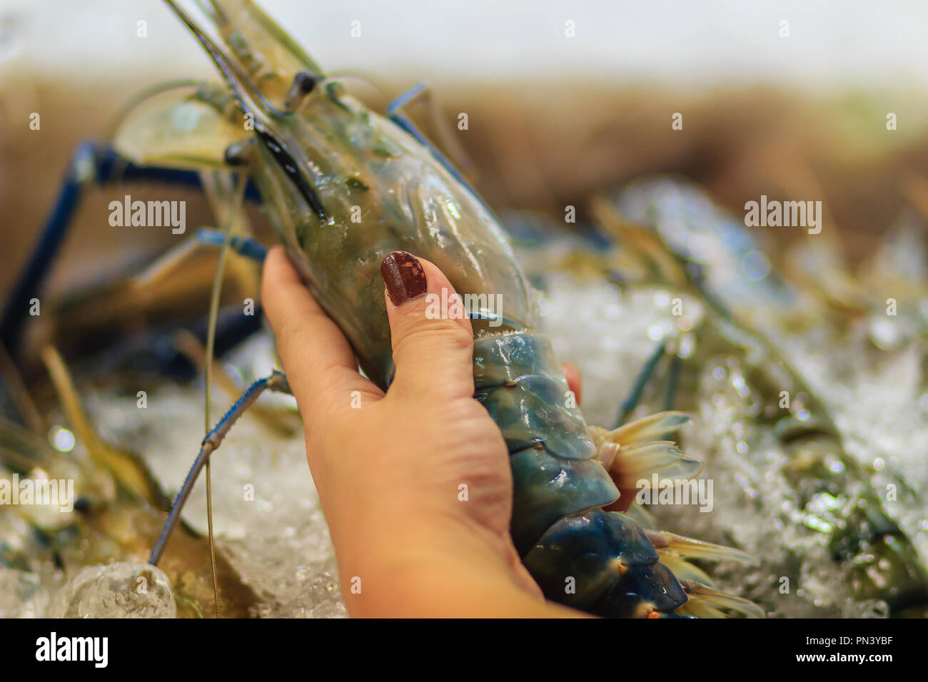 Extra large size of giant malaysian prawn (Macrobrachium rosenbergii) also known as the giant river prawn or giant freshwater prawn, is a commercially Stock Photo