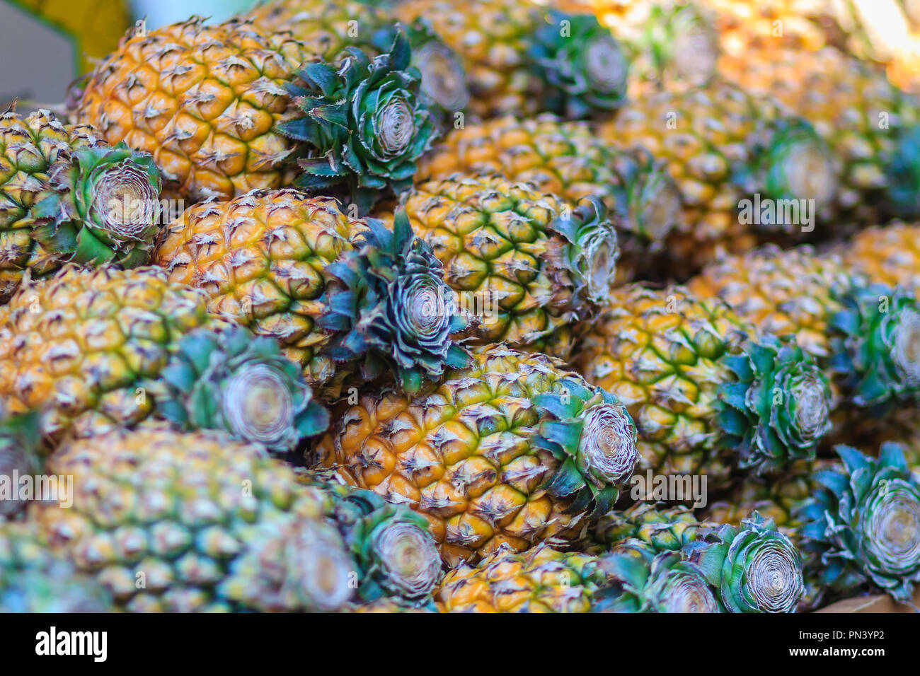 Fresh organic Phulae pineapple for sale at the fruit market. The most
