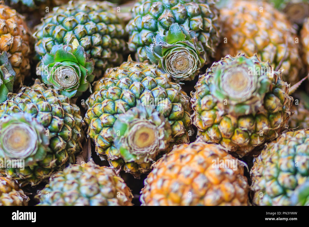 Fresh organic Phulae pineapple for sale at the fruit market. The most