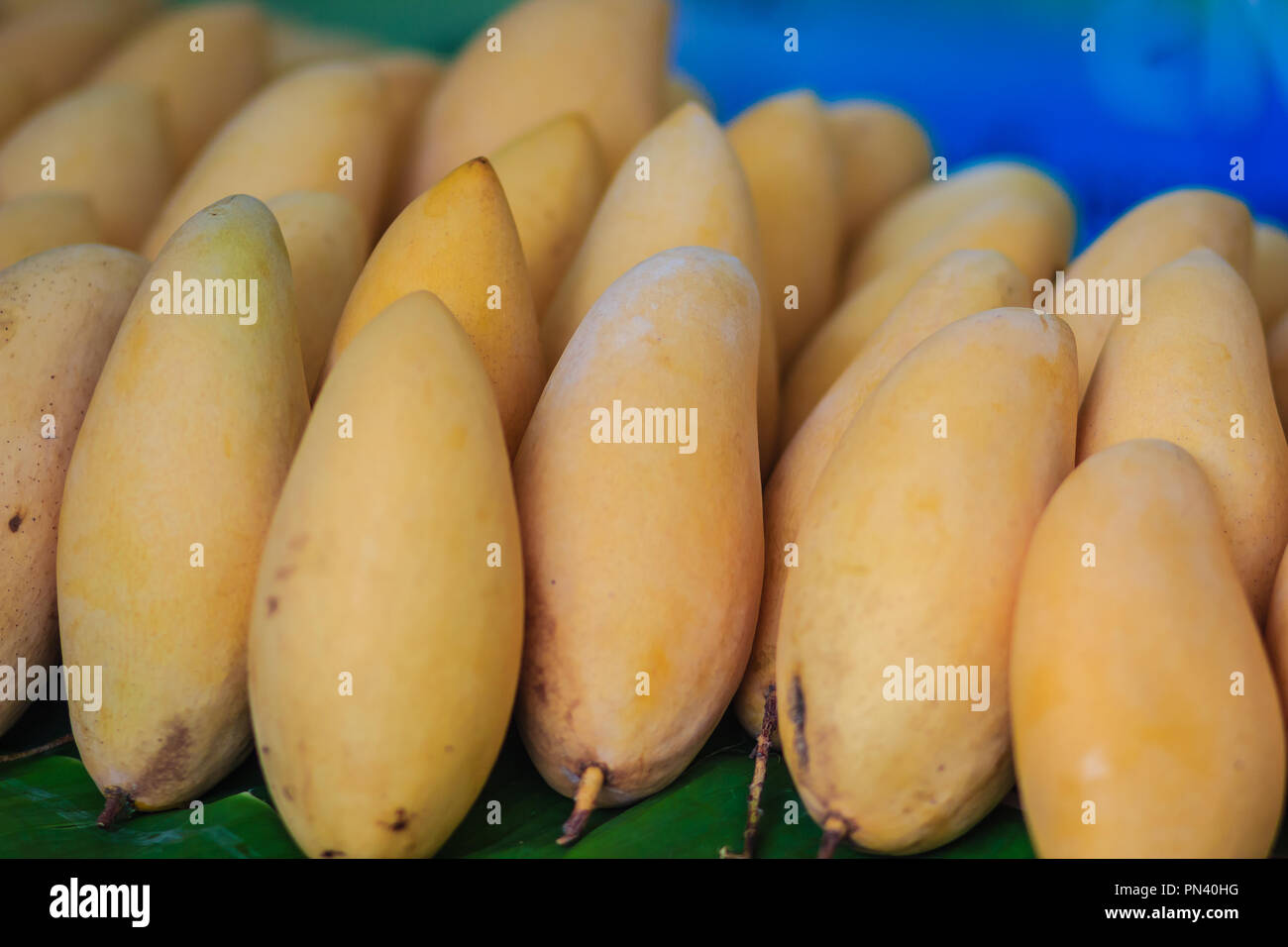 Organic Nam Dok Mai mangoes for sale at the fruit market. The Nam Doc Mai (Nam Dok Mai) mango is