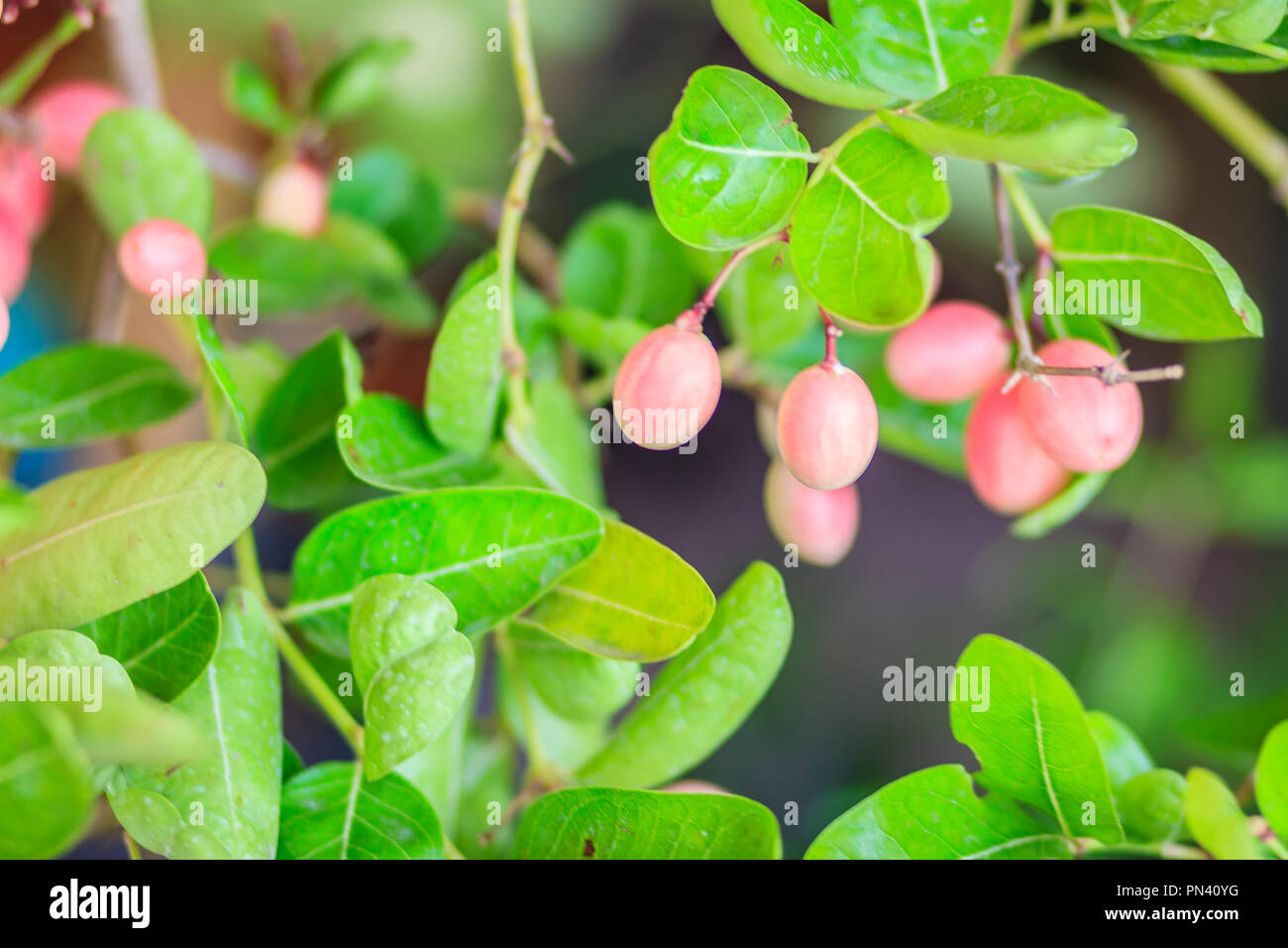 Organic Karanda (Carissa carandas) fruit on tree for sale at the plant market. Bengal currant fruit is a rich source of iron, so it sometimes used in  Stock Photo