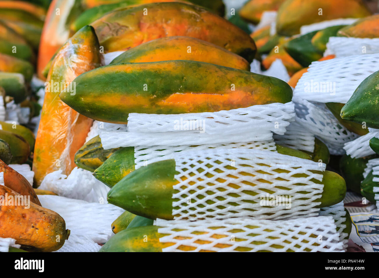 Extra jumbo size of ripe big yellow papaya fruit wrapped in protective net for sale at the fruit
