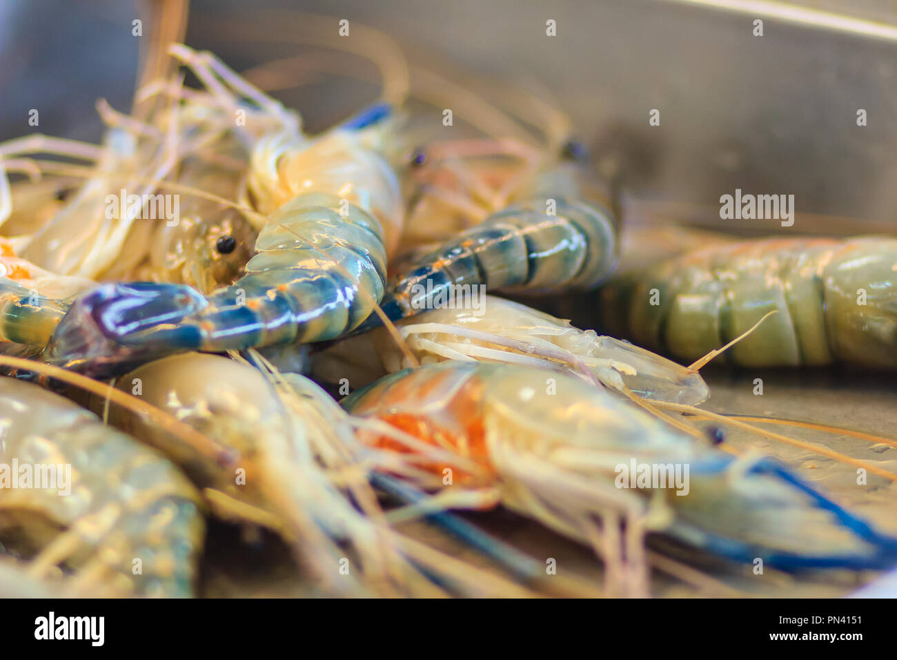 Extra jumbo size of giant malaysian prawn (Macrobrachium rosenbergii