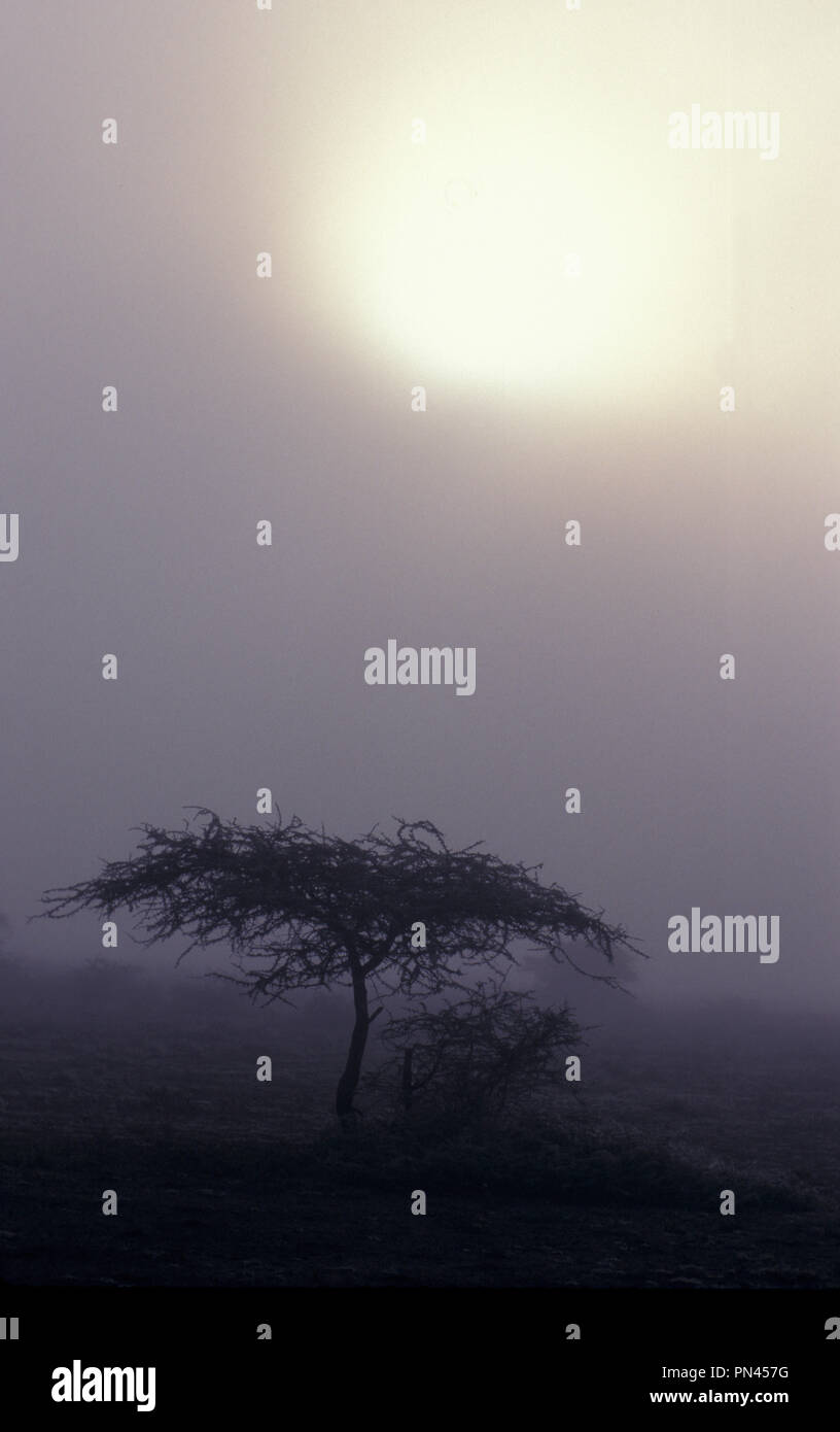 NOT 1098823 EARLY MOORNING MIST Serengeti national Park Tanzania East Africa lone acasia tree Stock Photo