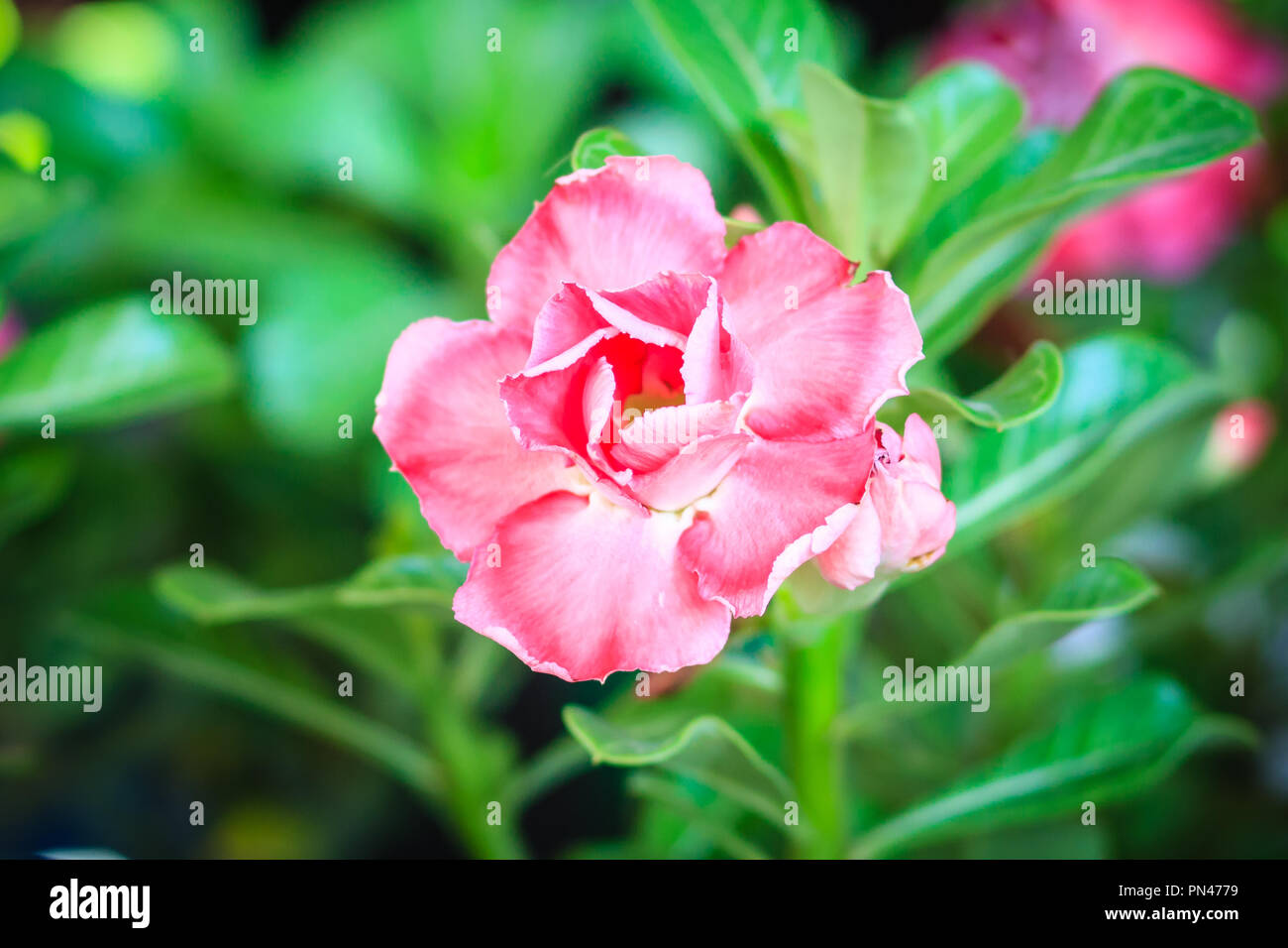 Adenium obesum red pot hi-res stock photography and images - Alamy