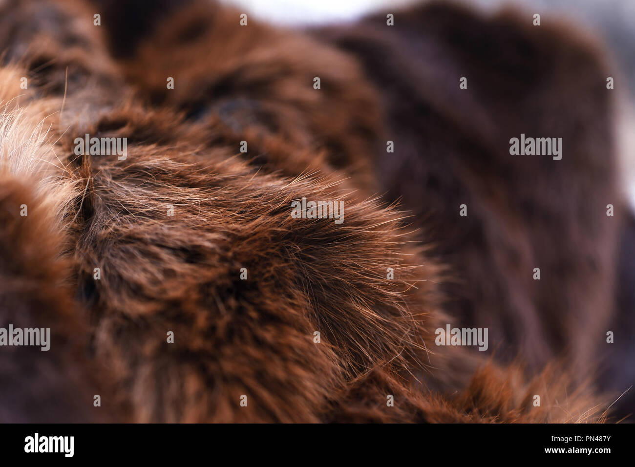 Closeup of an authentic antique grizzly bear skin coat Stock Photo