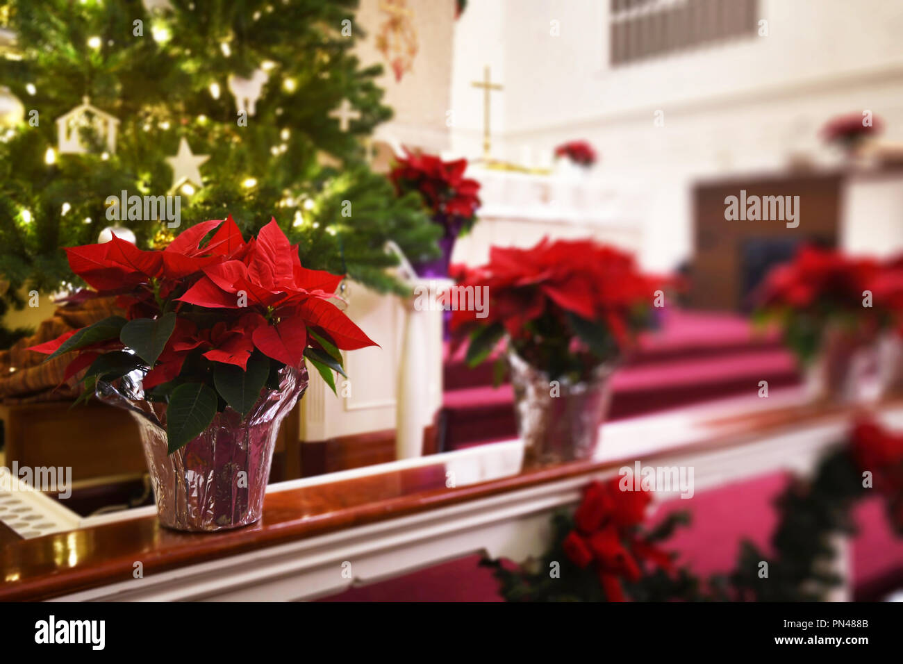 Poinsettias decorate railing in front of church alter and Christmas tree Stock Photo