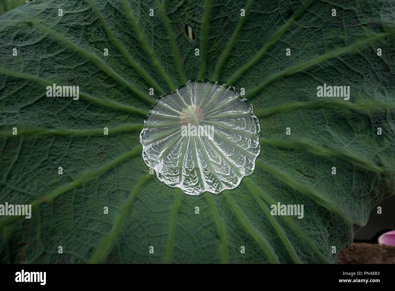 Water drop on lotus hi-res stock photography and images - Alamy