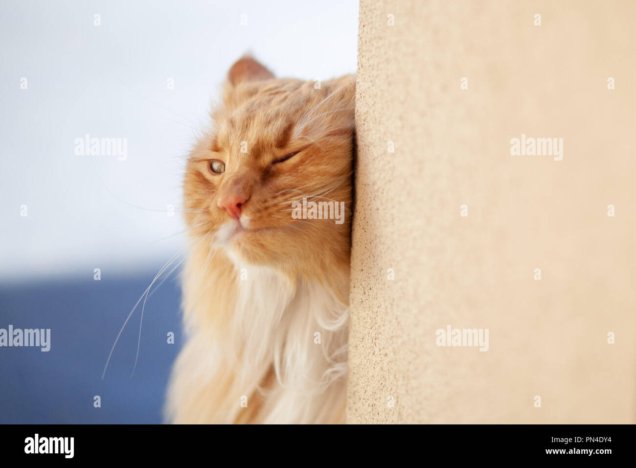 Ginger cat rubbing against a wall with copy space Stock Photo Alamy