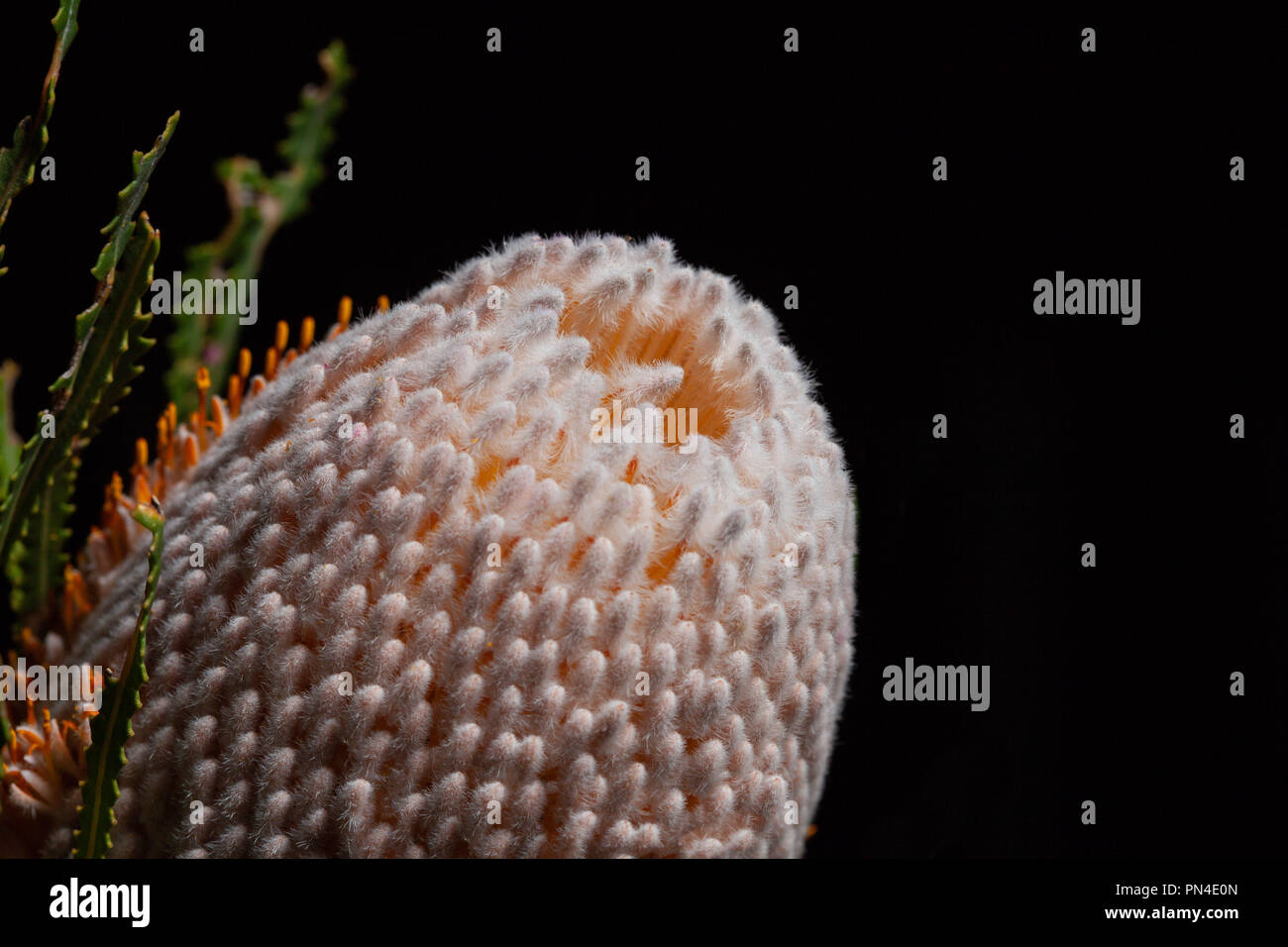 Australian banksia isolated on black closeup with copy space Stock Photo