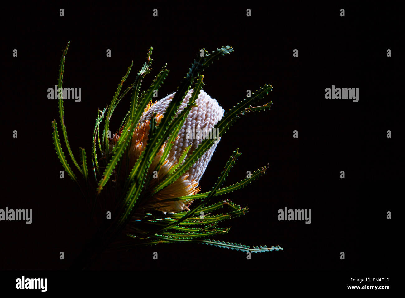 Australian banksia flower isolated on black background Stock Photo