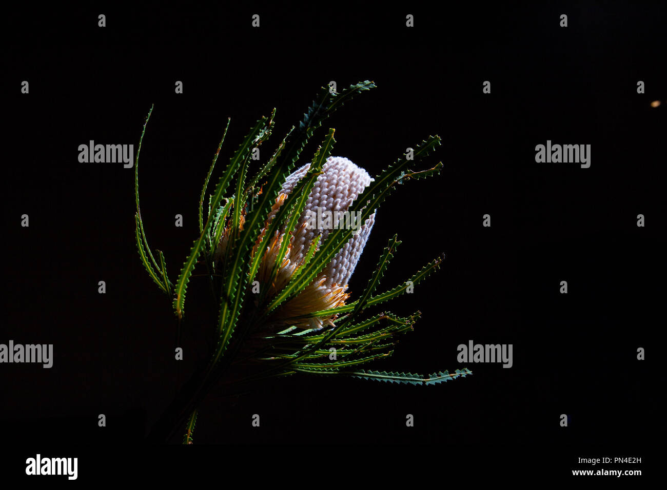 Banksia wild flower glowing on black background with copy space Stock Photo
