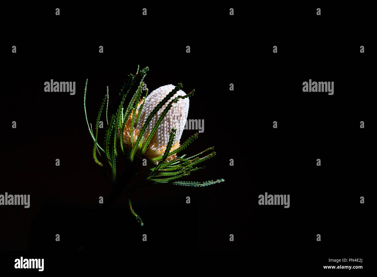 Orange Banksia flower on black background with copy space Stock Photo