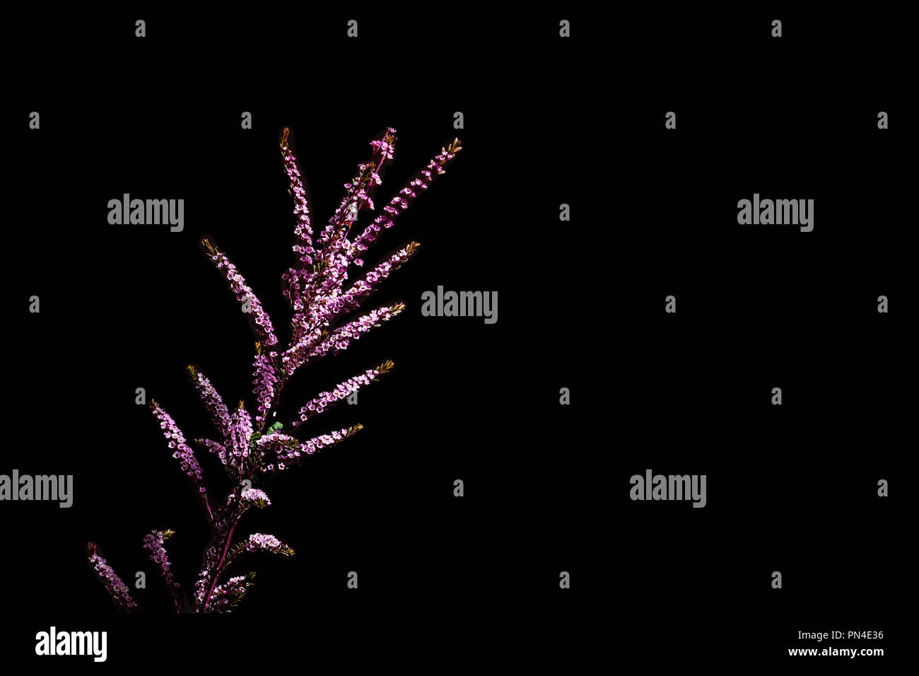 Endemic Australian plant with beautiful small red flowers - Geraldton Wax isolated on black background Stock Photo
