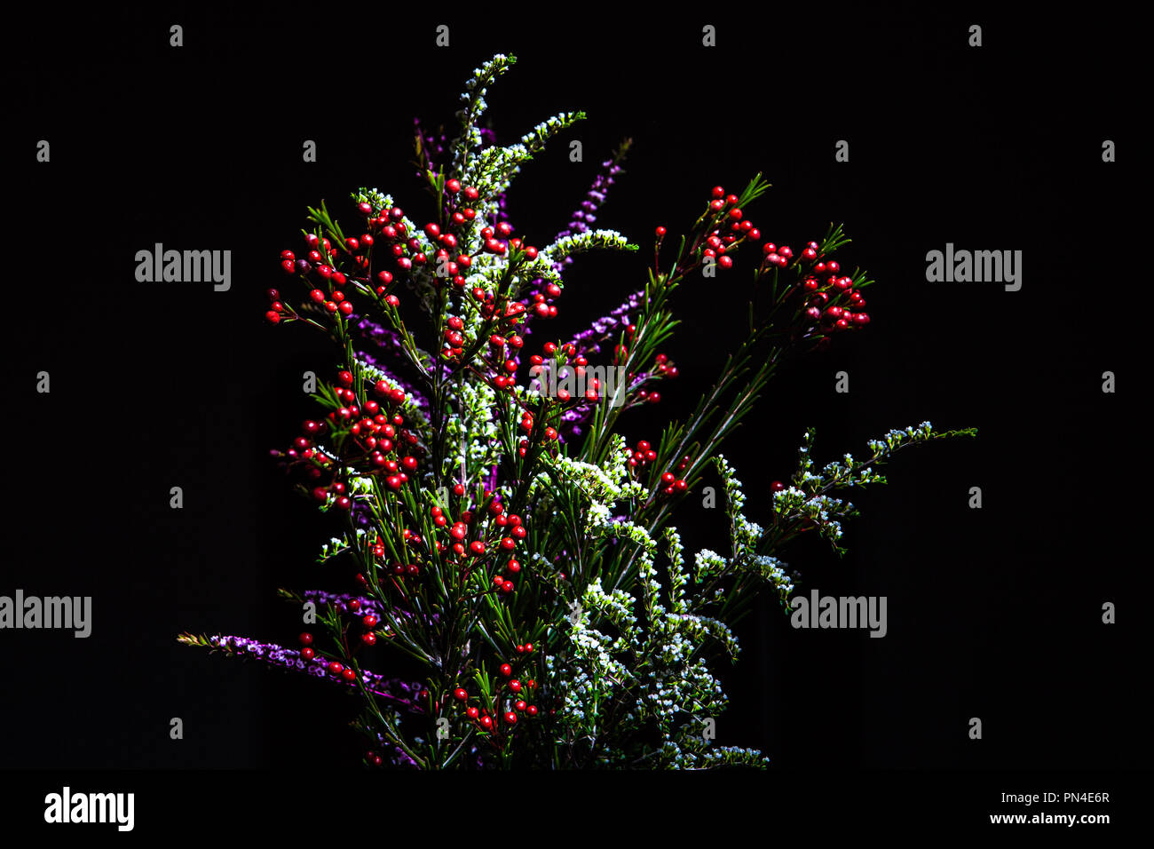 Arrangement of beautiful native Australian flowering plants on black background Stock Photo