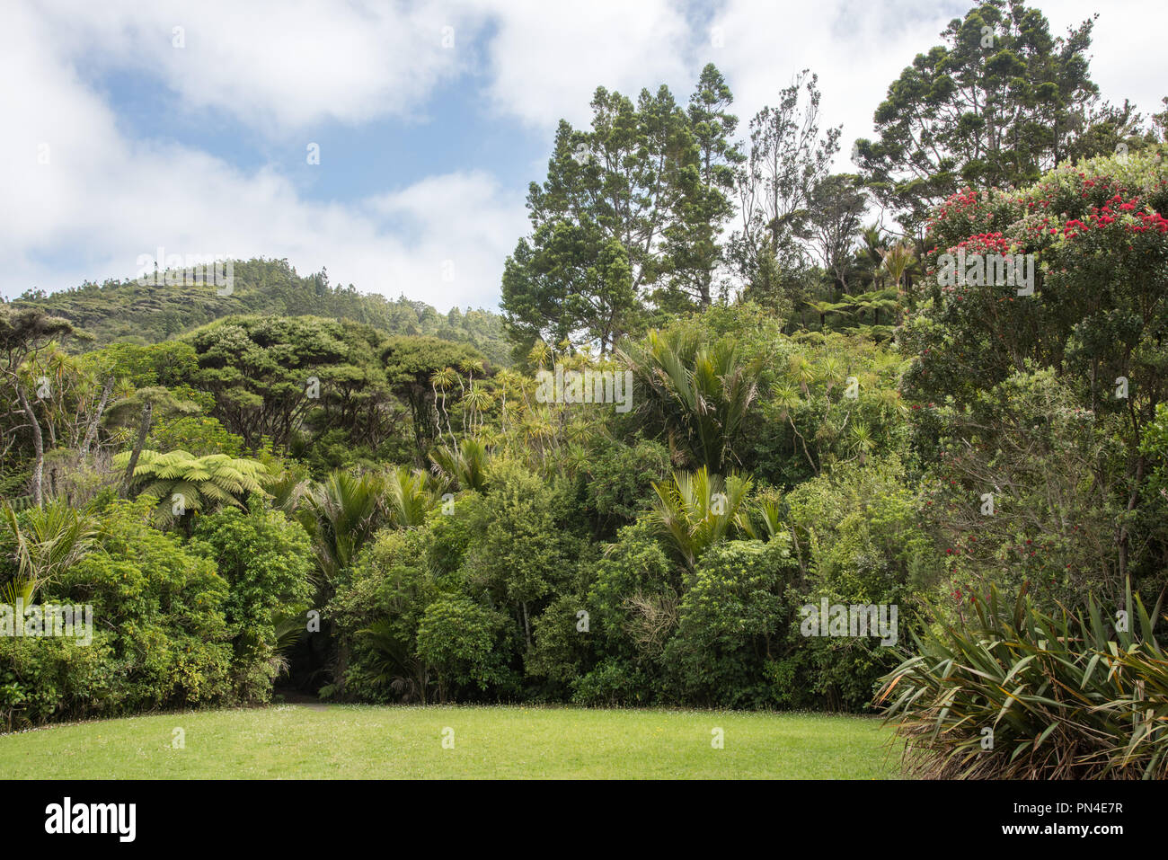 Native trees in the tropical rainforest landscape in Waitakere